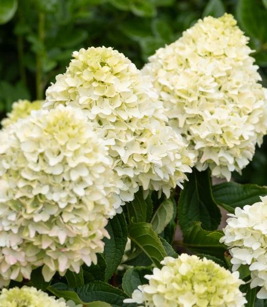 Hydrangea paniculata 'Little Fresco'
